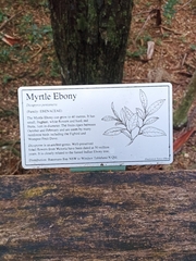 Diospyros pentamera