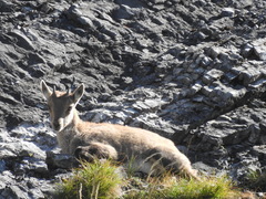 Capra ibex