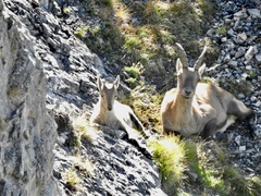 Capra ibex