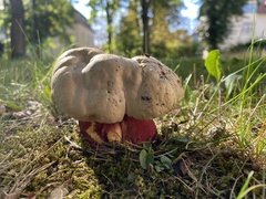 Rubroboletus satanas