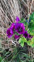 Malva sylvestris mauritiana