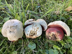 Rubroboletus satanas