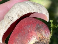 Rubroboletus satanas