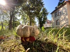 Rubroboletus satanas