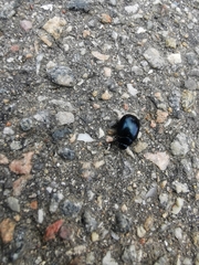 Chrysolina haemoptera