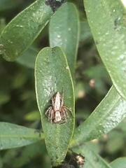 Oxyopes gracilipes