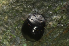 Brachyplatys punctipes