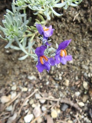 Linaria alpina