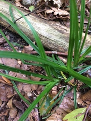 Carex sylvatica