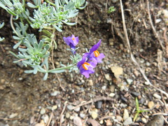 Linaria alpina