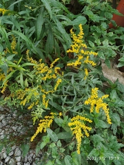 Solidago canadensis