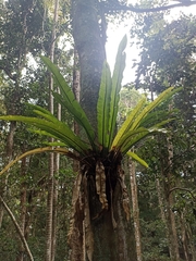 Asplenium australasicum