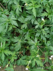 Geranium sibiricum