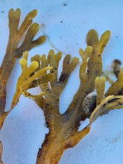Fucus serratus