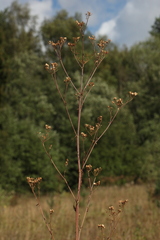 Pastinaca sativa sylvestris