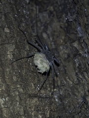 Amblypygi