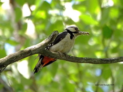 Dendrocopos major