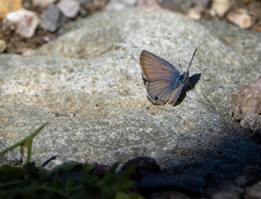 Echinargus isola