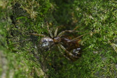 Lysiteles