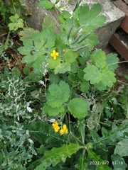 Chelidonium majus