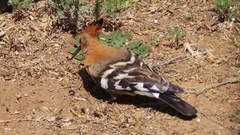 Upupa epops africana