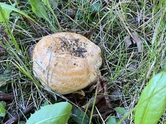 Lactarius acerrimus