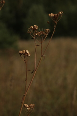 Pastinaca sativa sylvestris