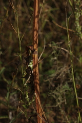 Pastinaca sativa sylvestris