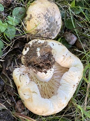 Lactarius acerrimus