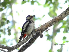 Dendrocopos major
