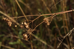 Pastinaca sativa sylvestris