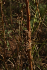 Pastinaca sativa sylvestris