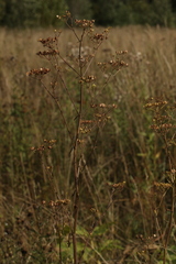 Pastinaca sativa sylvestris