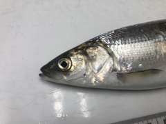Coregonus artedi