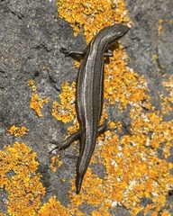 Eugongylinae