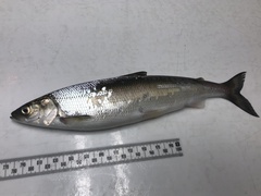 Coregonus artedi