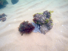 Coscinasterias muricata