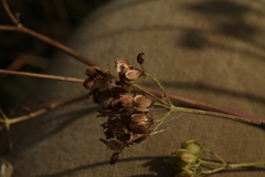 Pastinaca sativa sylvestris