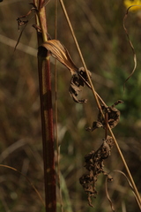 Pastinaca sativa sylvestris