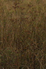 Pastinaca sativa sylvestris