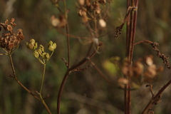 Pastinaca sativa sylvestris