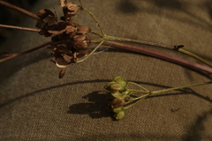 Pastinaca sativa sylvestris