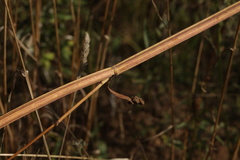 Pastinaca sativa sylvestris