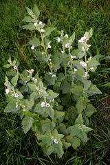 Althaea