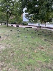 Columba livia domestica