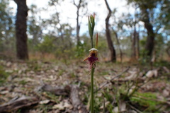 Calochilus robertsonii