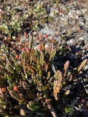 Cassiope tetragona