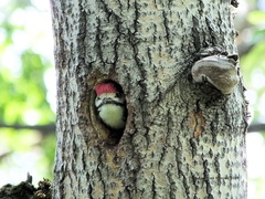 Dendrocopos major