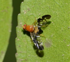 Dirioxa pornia