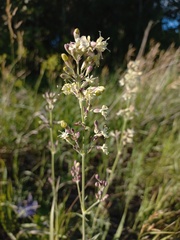 Silene sibirica